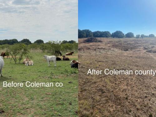 brush-management-before-after